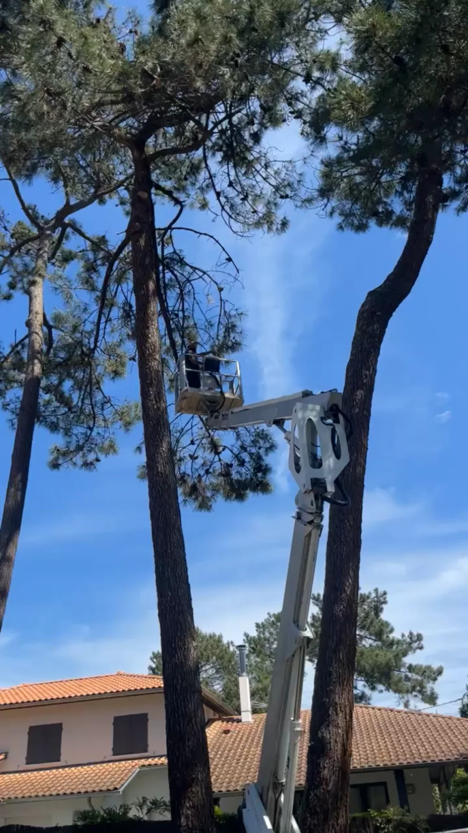 Abattage technique d'un pin maritime en nacelle à Ambarès-et-Lagrave