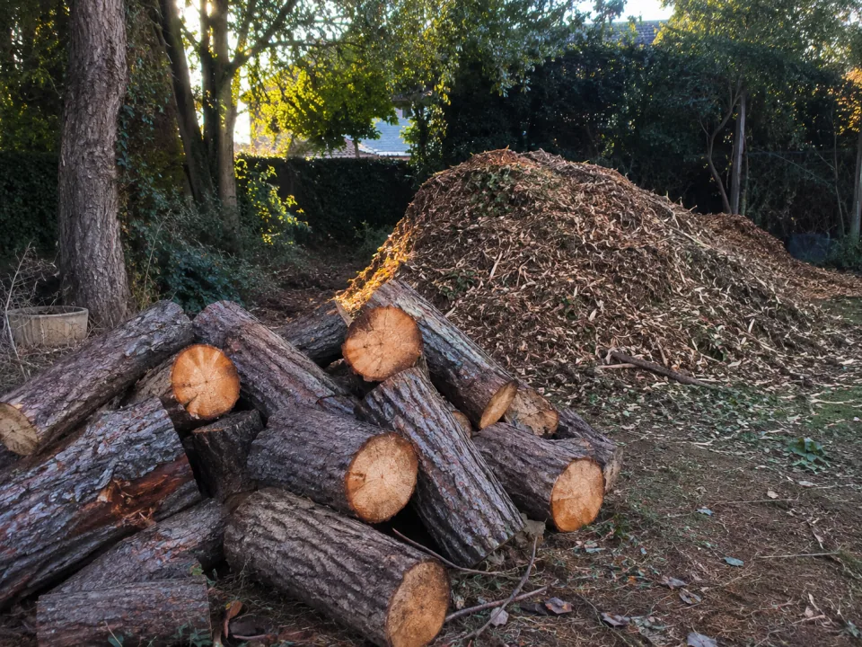 Bûches de pin maritime débitées et BRF en tas après abattage technique à Ambarès-et-Lagrave