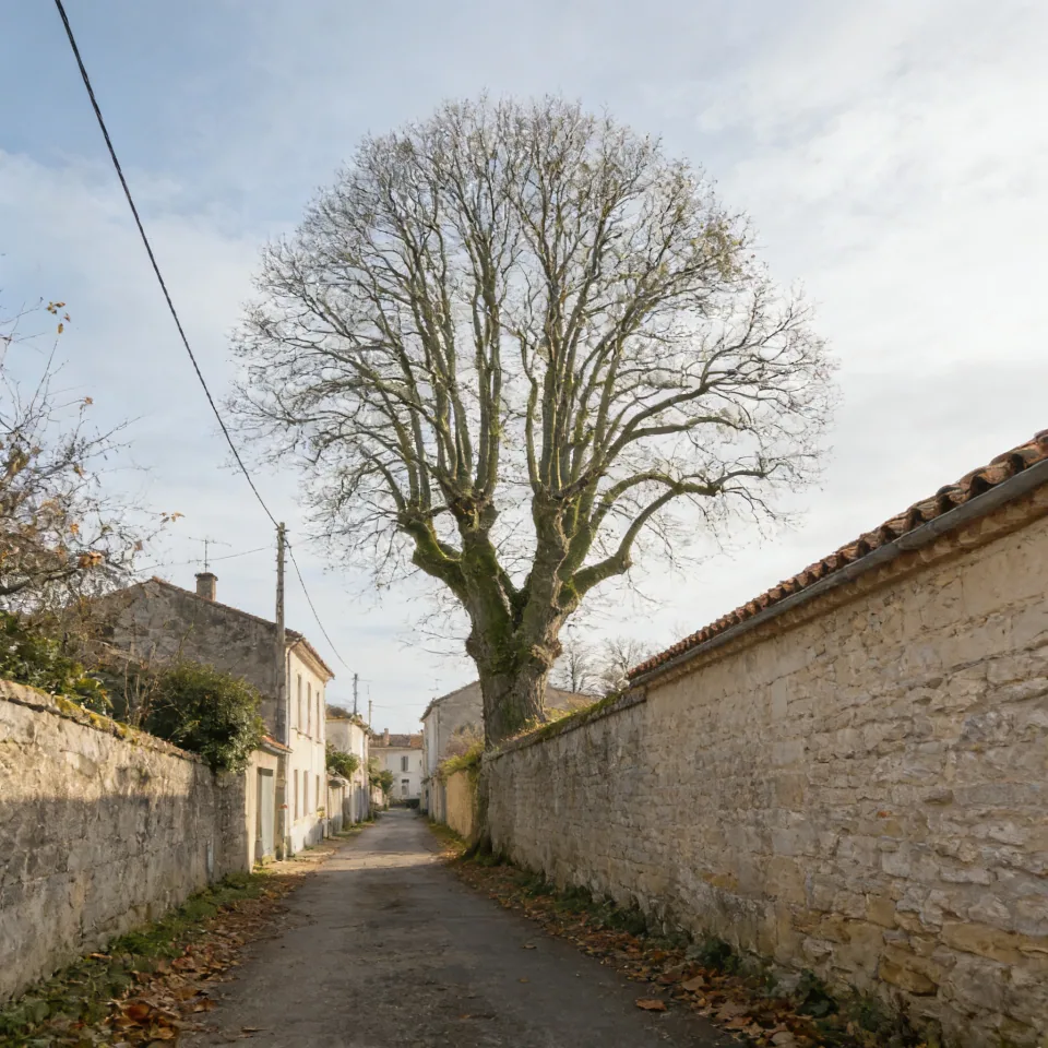 Taille douce d'un tilleul d'alignement à Ambarès-et-Lagrave