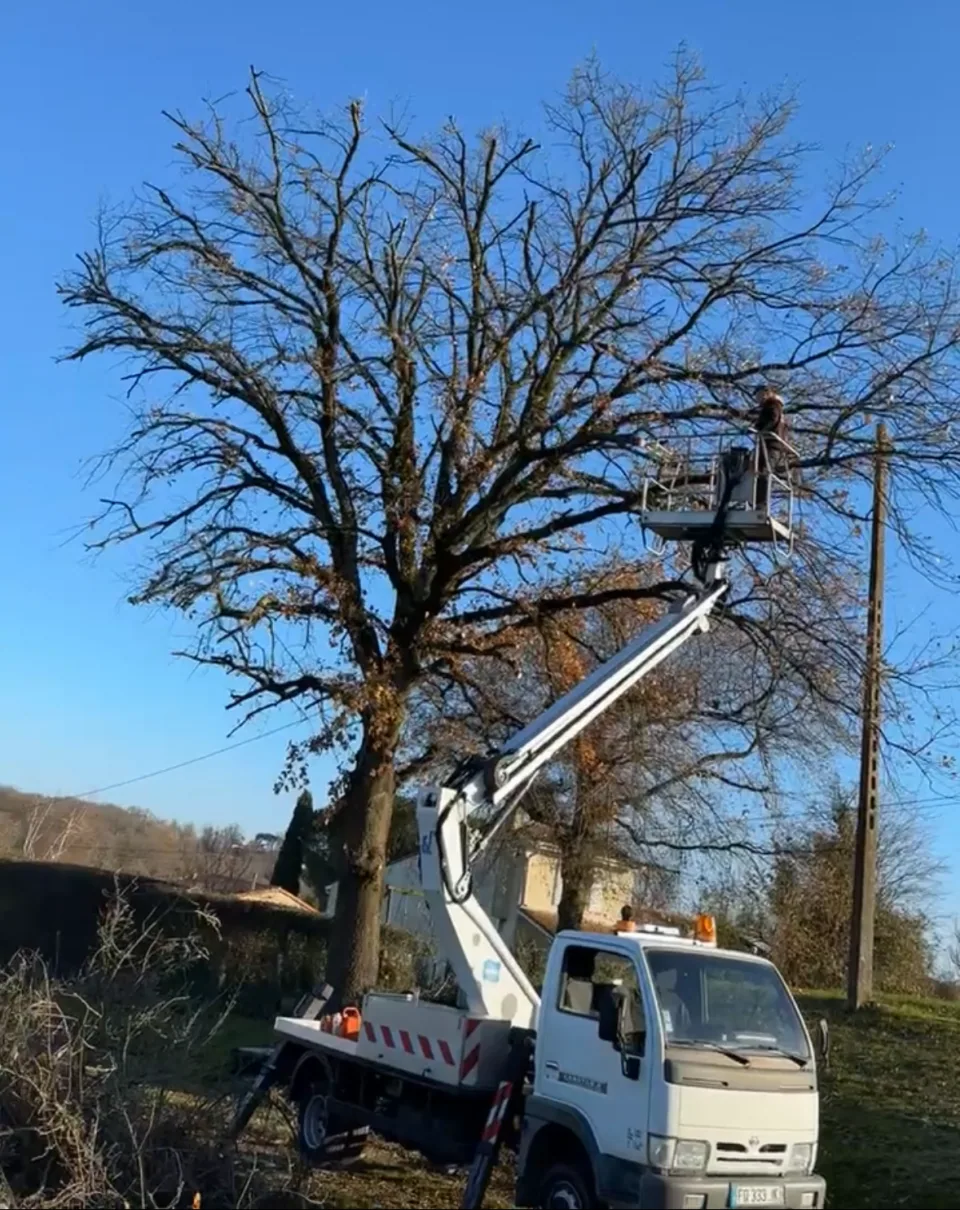 Taille douce d'un sujet, détail de coupe par grimpeur cordiste