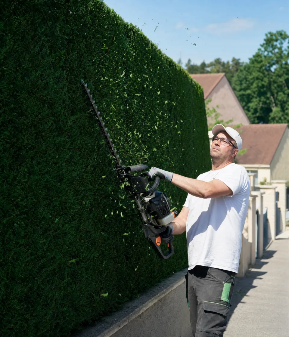 Taille de haie de thuyas au taille-haies thermique